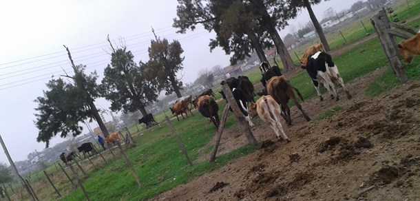 Curso de Manejo sanitario Agroecológico en el Tambo 6 de Agosto