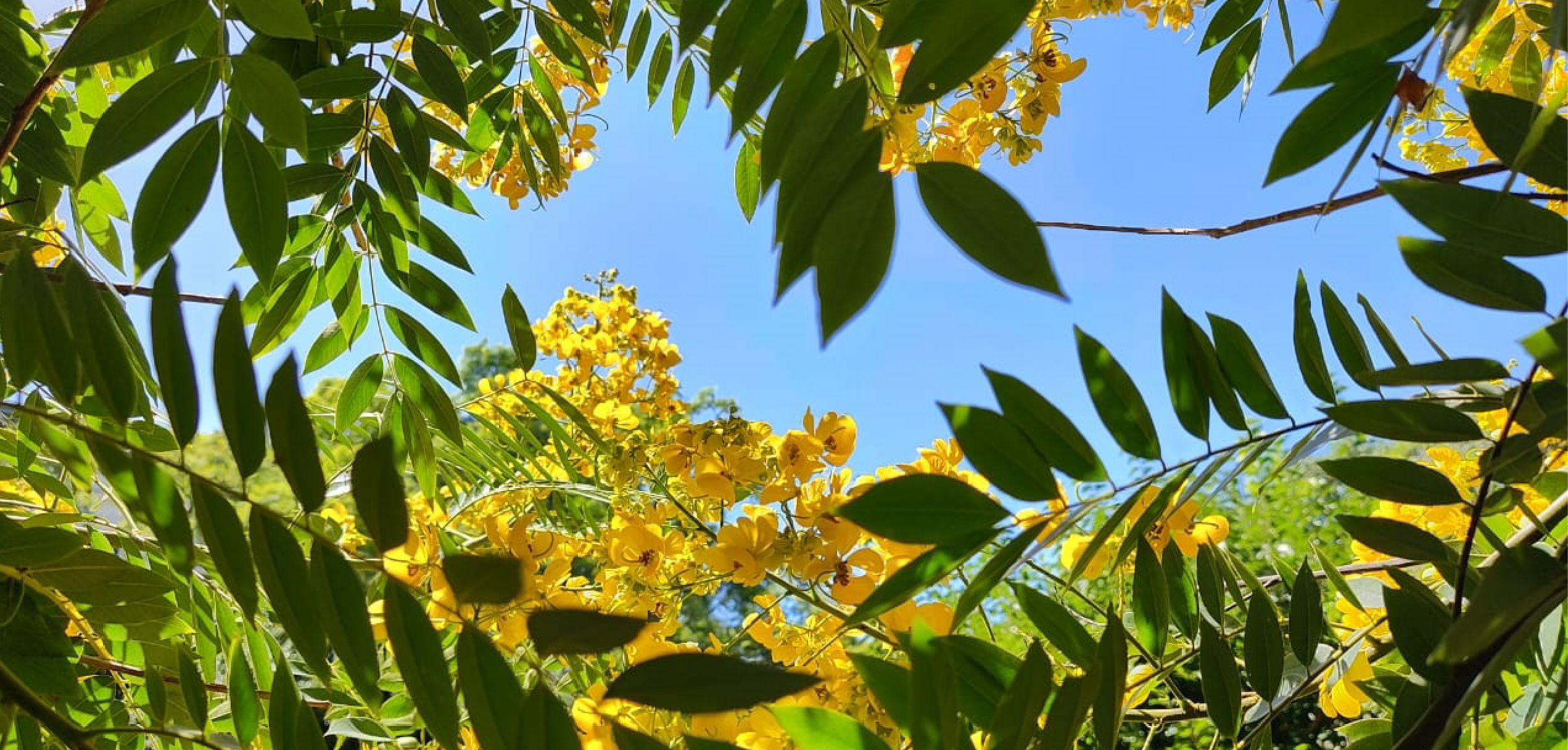 Proyecto de extensión El árbol de las abuelas