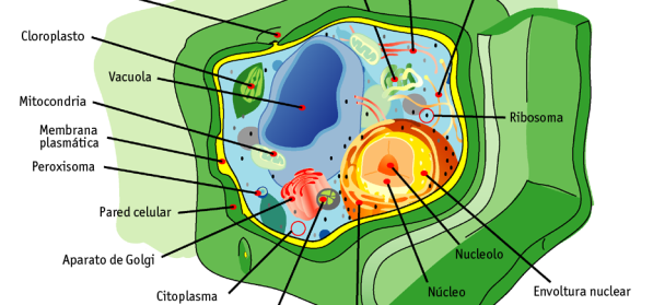 Taller de Preparación del Parcial de Morfología Vegetal