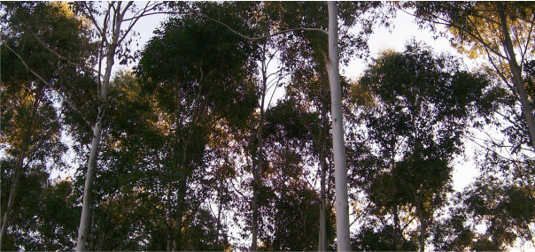 Ciclo de Charlas sobre Política y Legislación Forestal Argentina Ciclo de Charlas sobre Política y Legislación Forestal Argentina