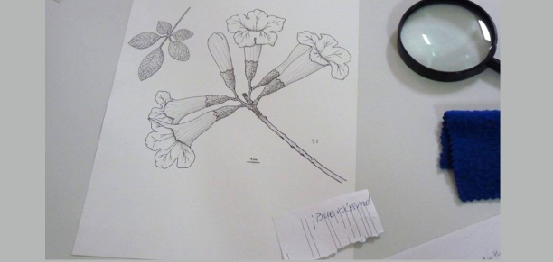 Nueva  edición del Curso “De la Observación a la Ilustración Científica Botánica”