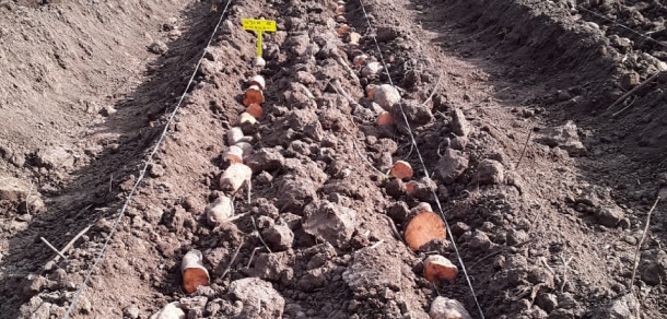  Jornada de campo de plantación de batata semilla para la obtención de plantines de tres variedades