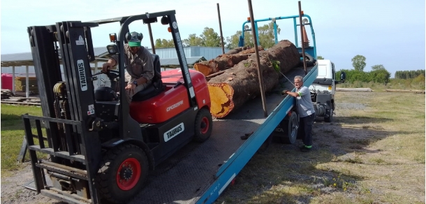 Uso racional de madera de ejemplares arbóreos de predios de la Universidad