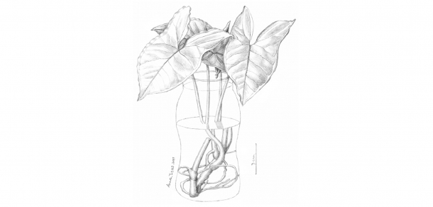 Finalizó el Curso De Observación a la Ilustración Científica Botánica