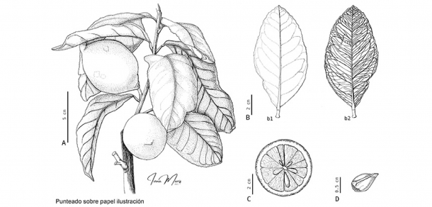 Finalizó el Curso De Observación a la Ilustración Científica Botánica