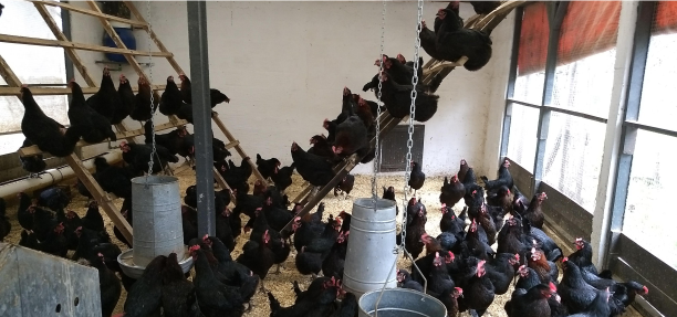 CATÁLOGO DE TECNOLOGÍAS APROPIADAS DE PRODUCTORES GANADEROS FAMILIARES DE LA CUENCA DE ABASTO SUR