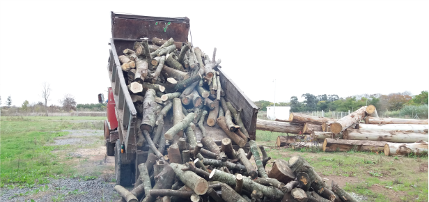 Aprovechamiento energético de madera de Acacia Negra