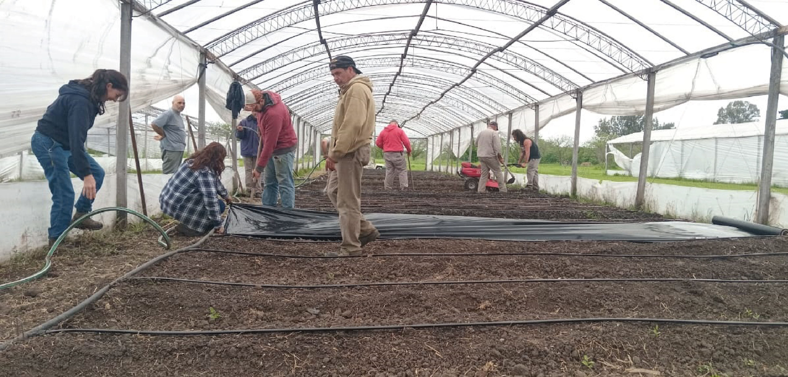 Ensayo de biofumigación con mostaza india en la E.E. Gorina