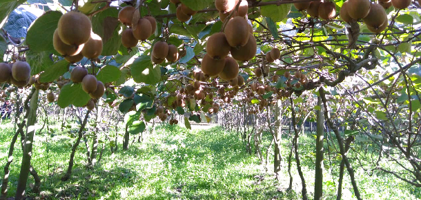 Cierre del Taller de poda de especies frutícolas de interés agronómico