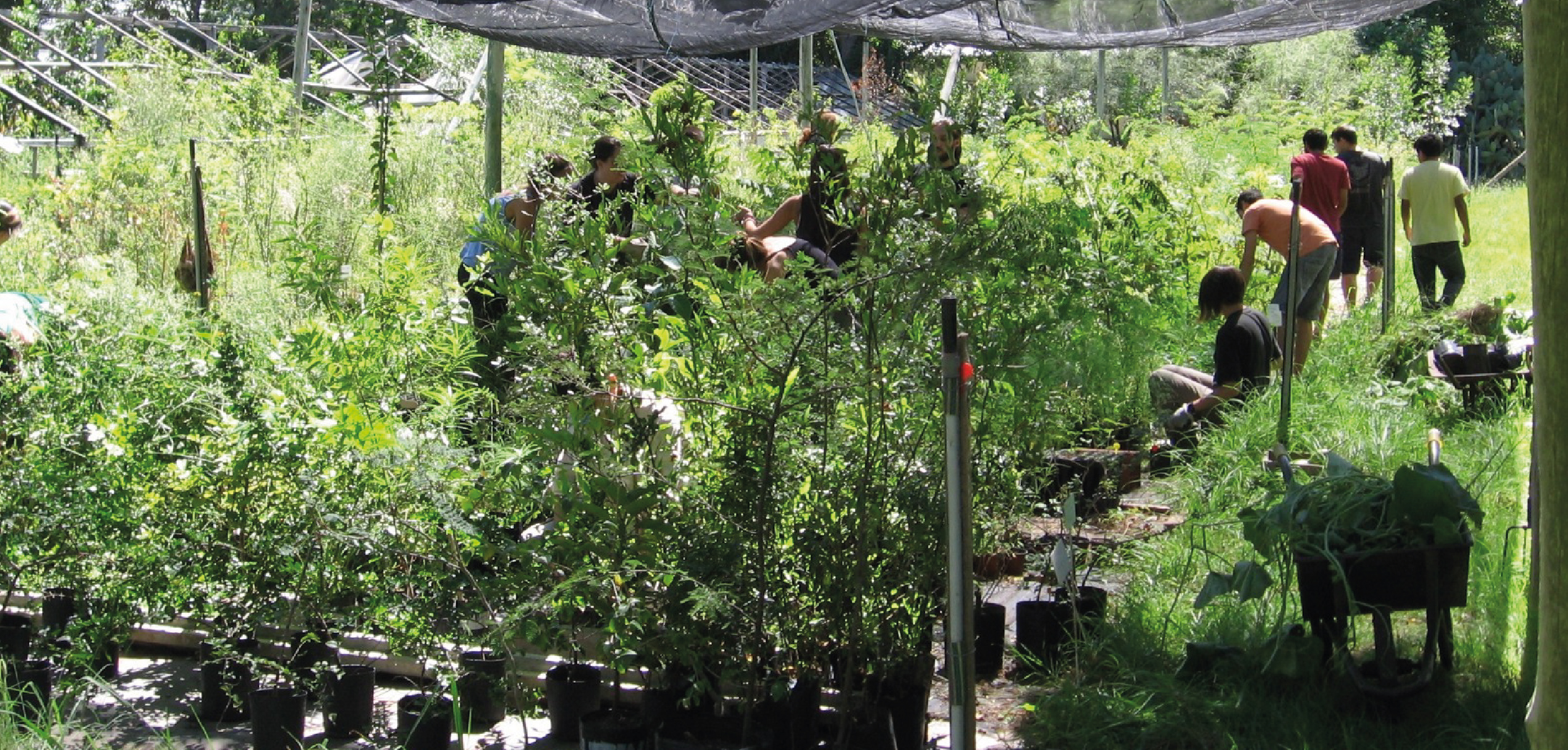 ¿Sabías que en la Facultad existe un vivero forestal?